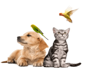 Daily Joke: Three House Pets A Golden Retriever A Parakeet And A Cat